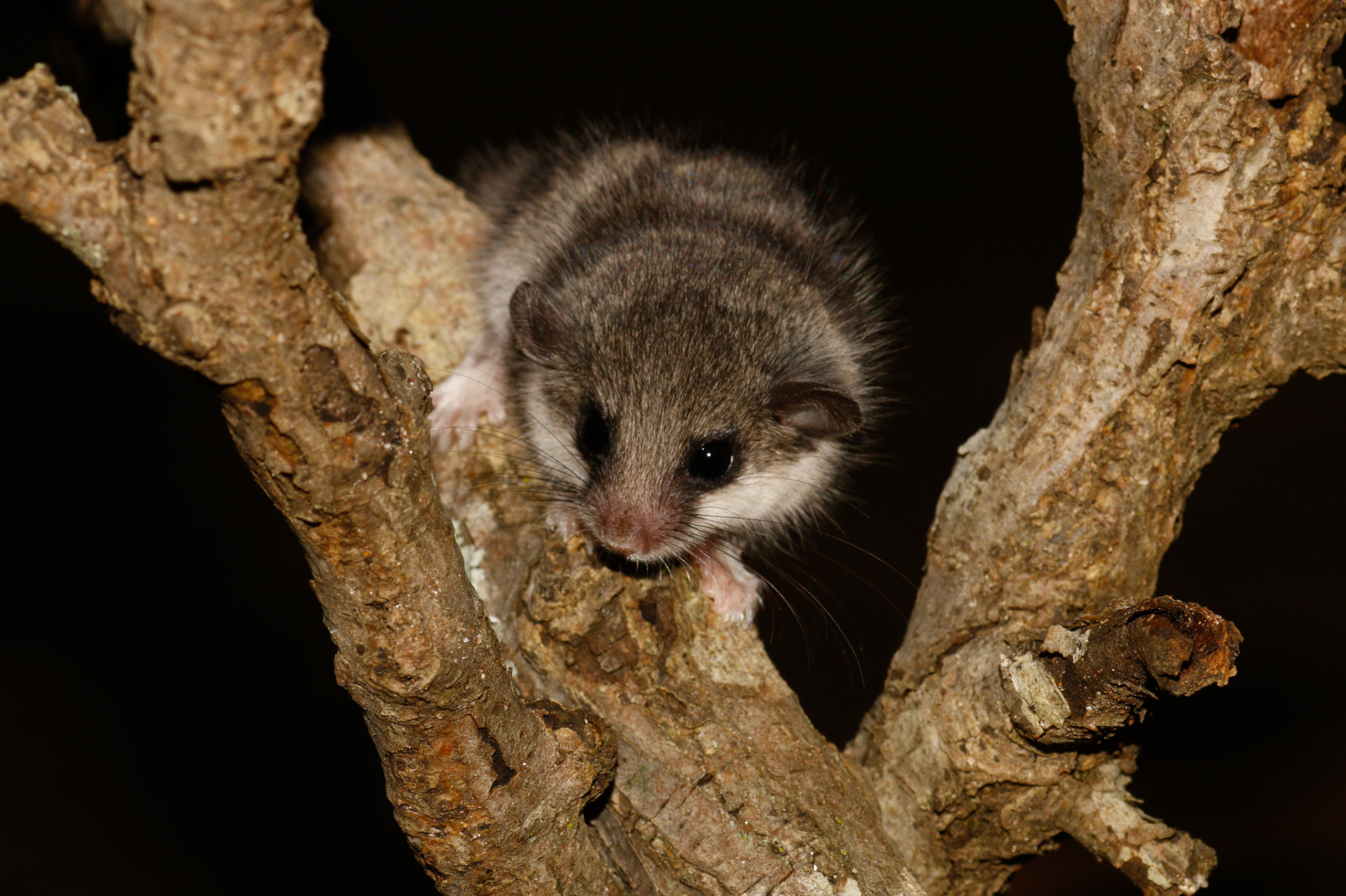 Ronja's Enai - foto brzy doplním