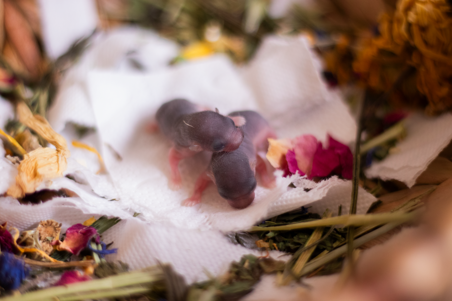 Vrh A - Rikki x Jelimán