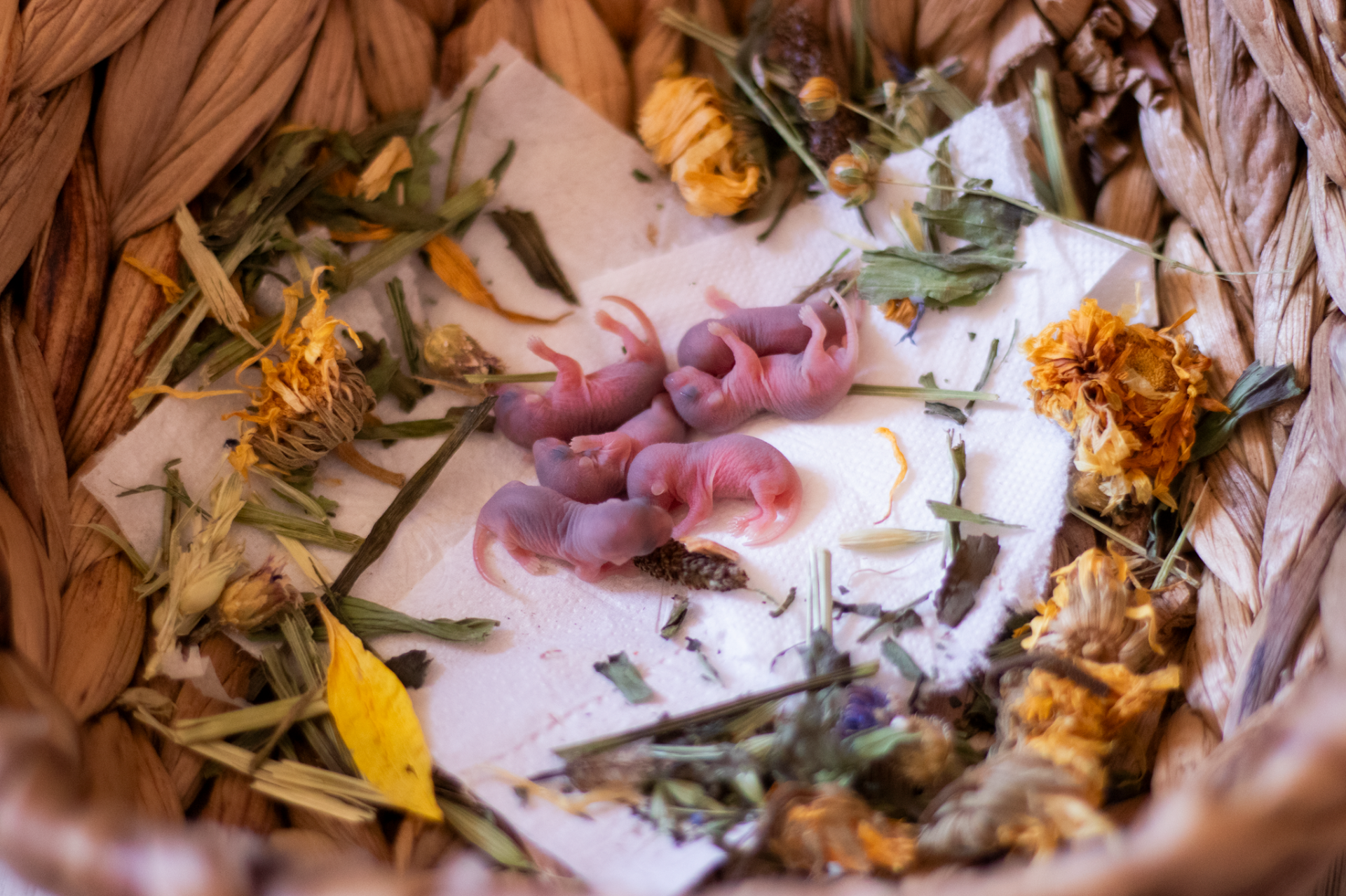 Vrh Ztracených - Rikki x Jelimán