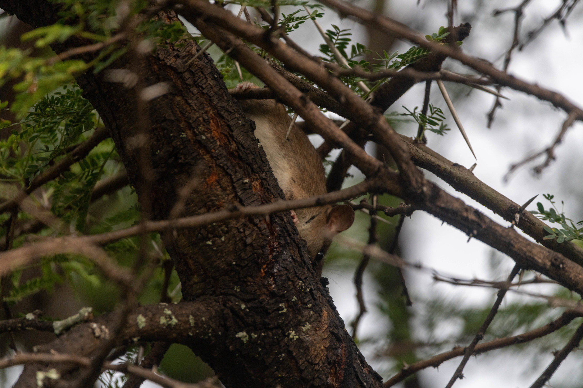 Plch ve větvoví, Jihoafrická republika