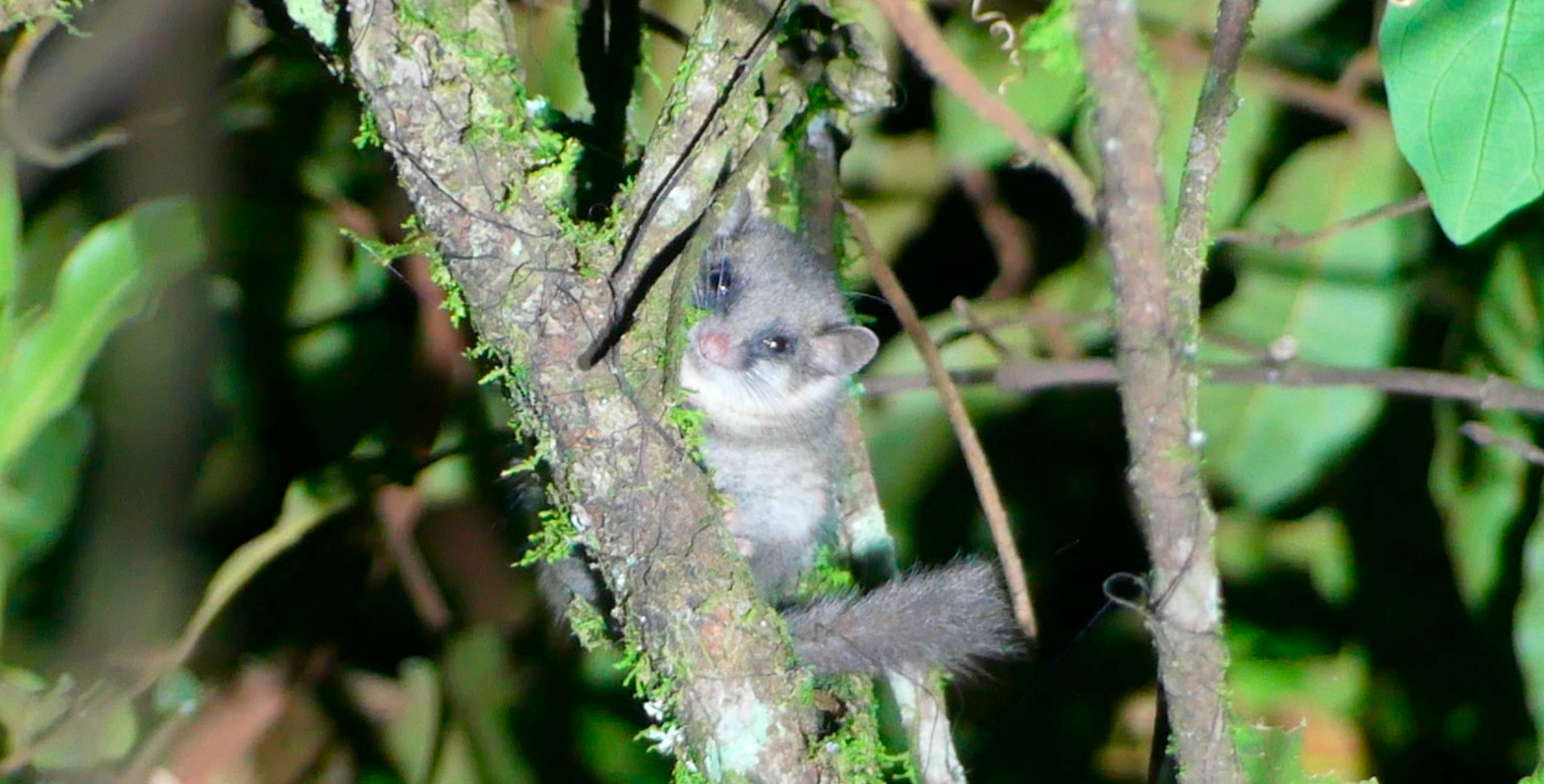 Dospělý plšík, Kěna