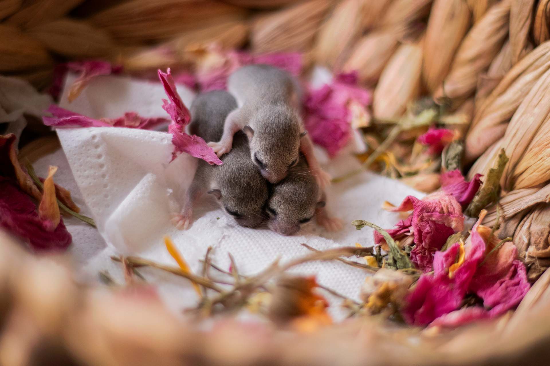 Vrh B - Tikki x Benjamin