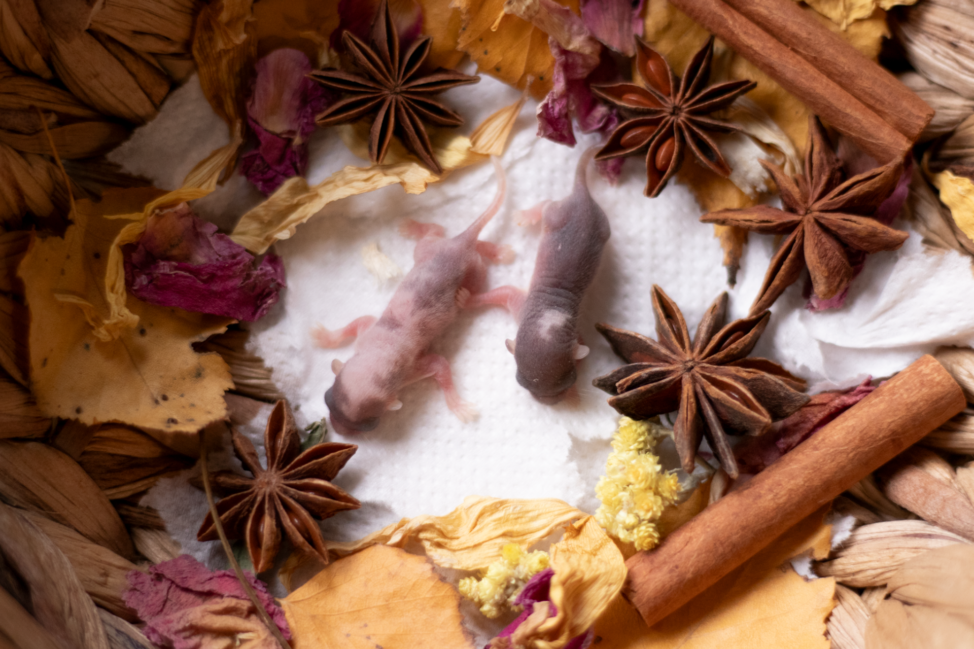 Vrh D - Tavi x Tulip