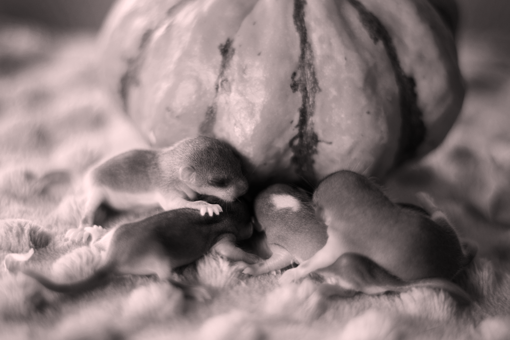 Vrh G - Mio x Django - nakryto