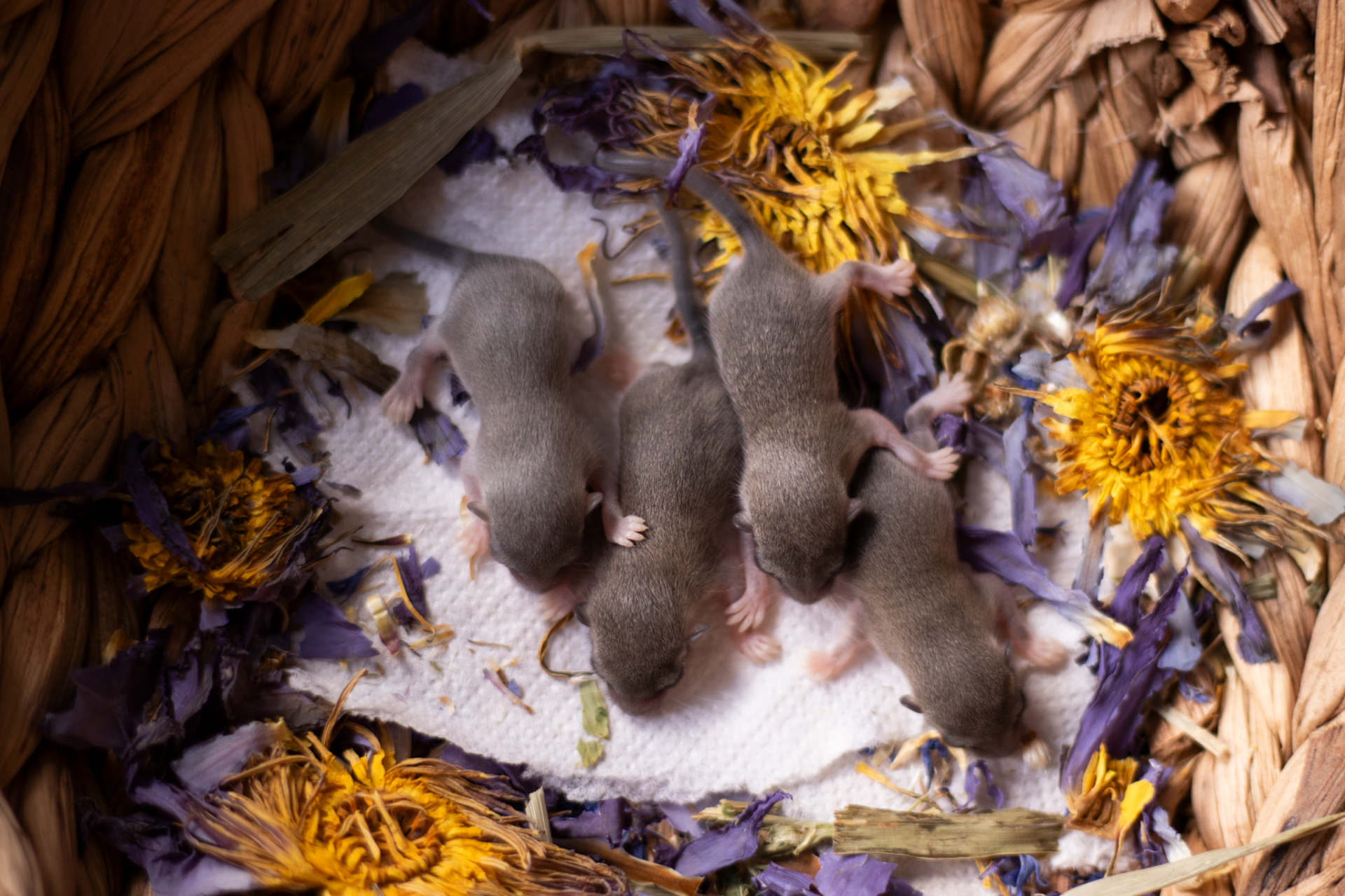 Vrh F - Bindi x Bill